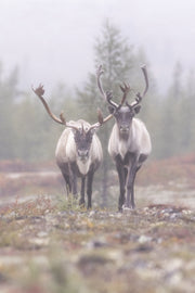 Caribou migrateur - Automne 073
