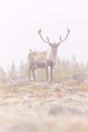 Caribou migrateur - Automne 077