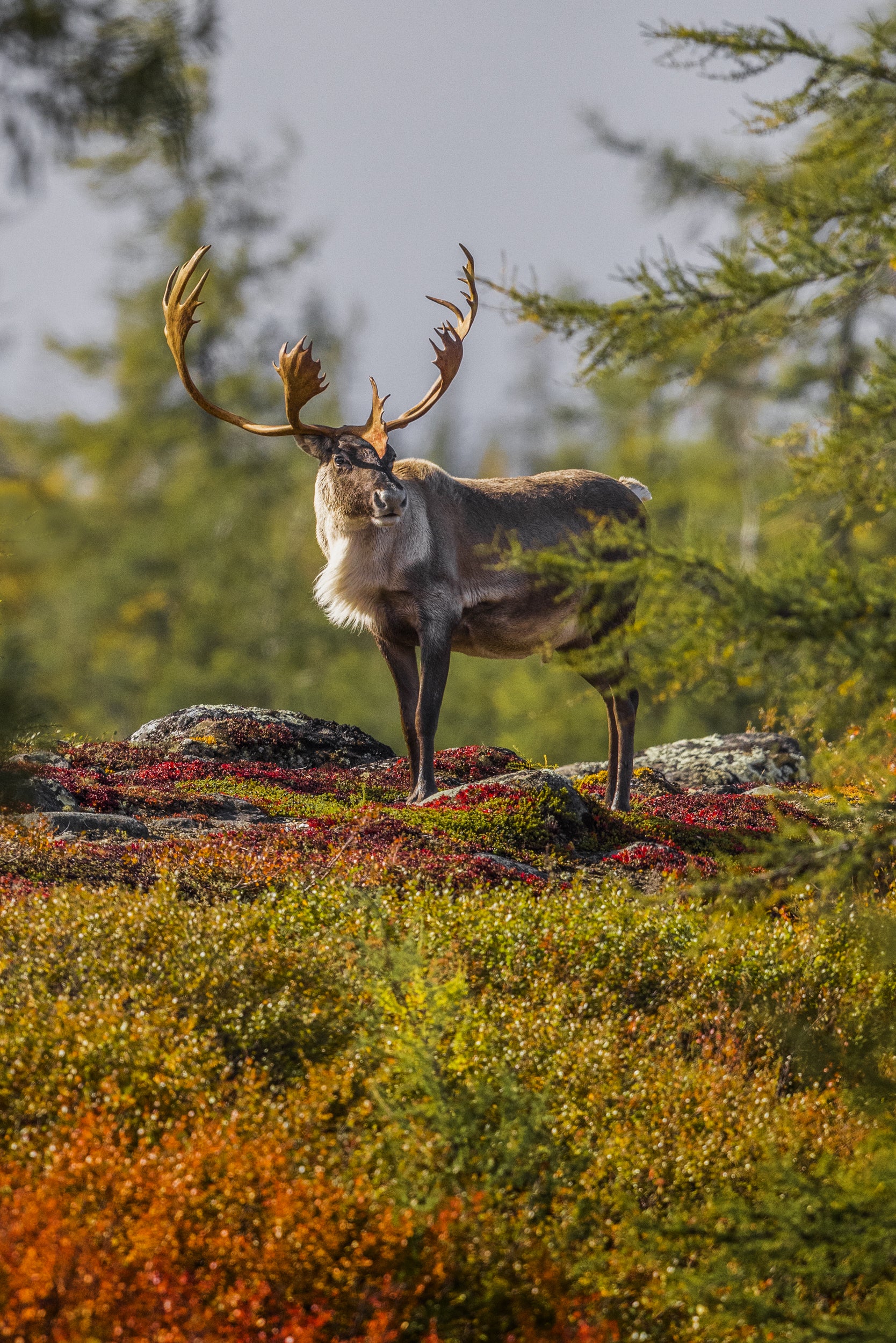 Caribou migrateur - Automne 081