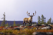 Caribou migrateur - Automne 093
