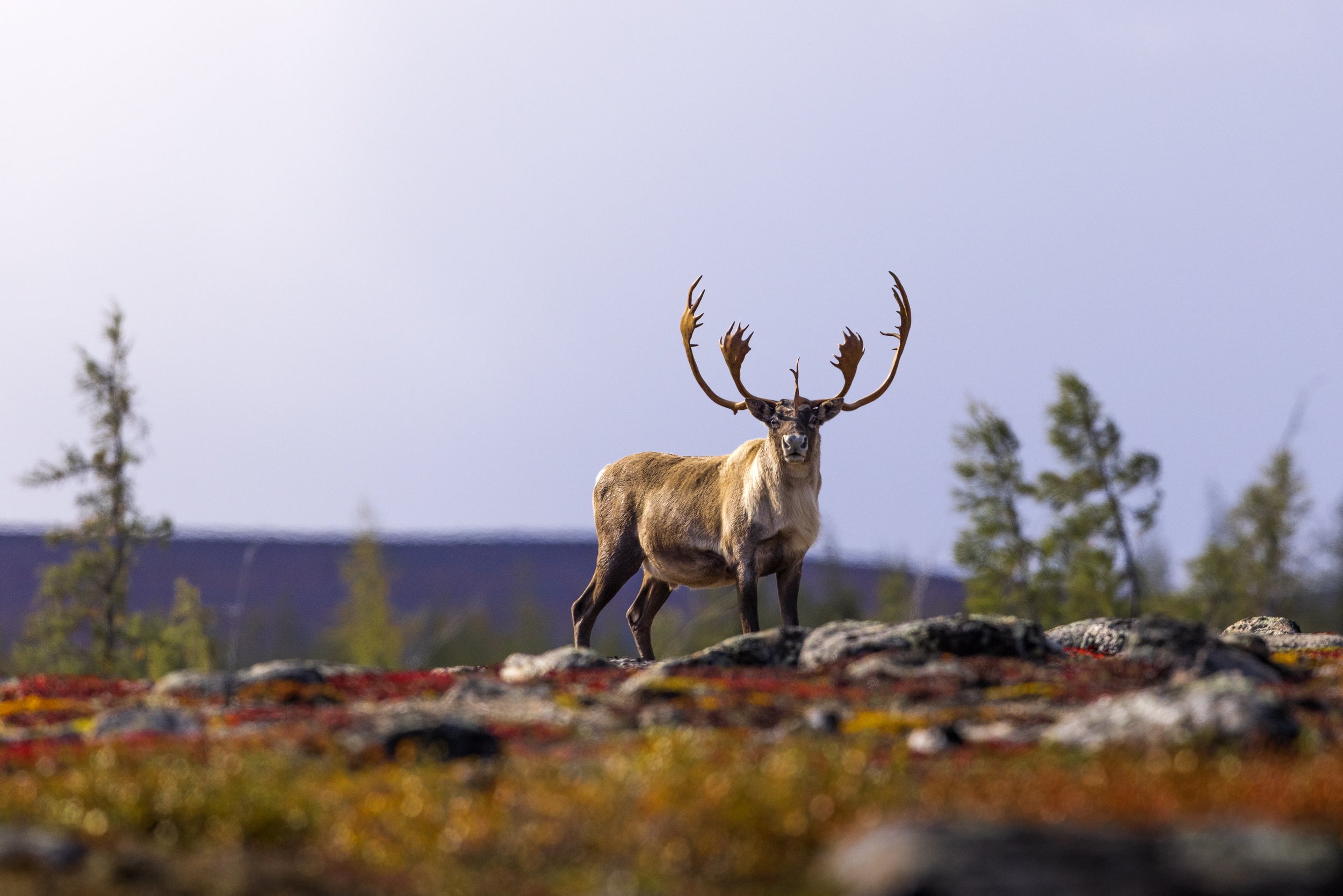 Caribou migrateur - Automne 093