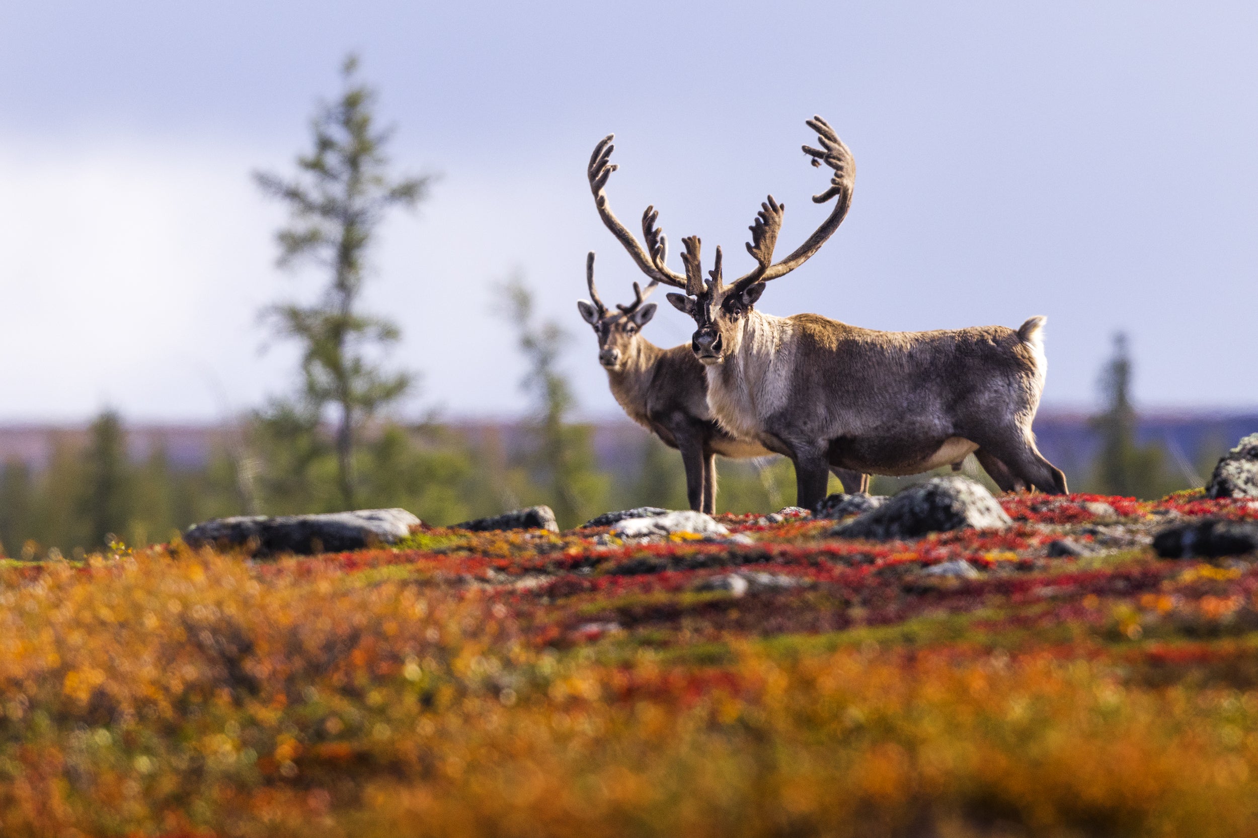 Caribou migrateur - Automne 094