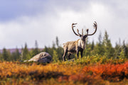 Migratory Caribou - Fall 095