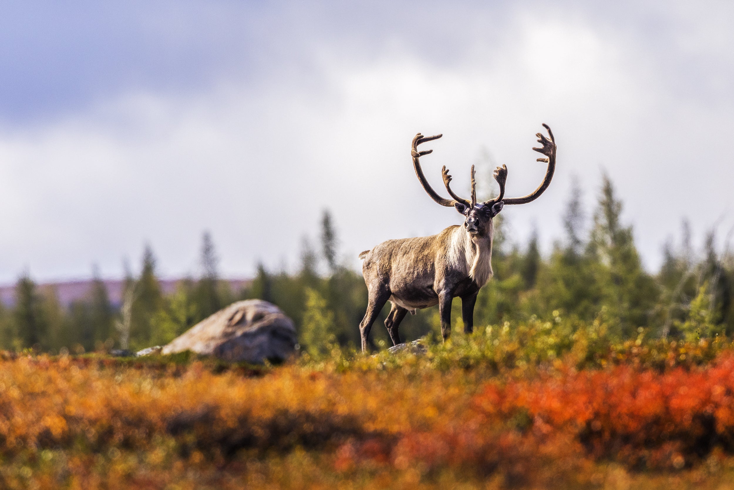 Caribou migrateur - Automne 095