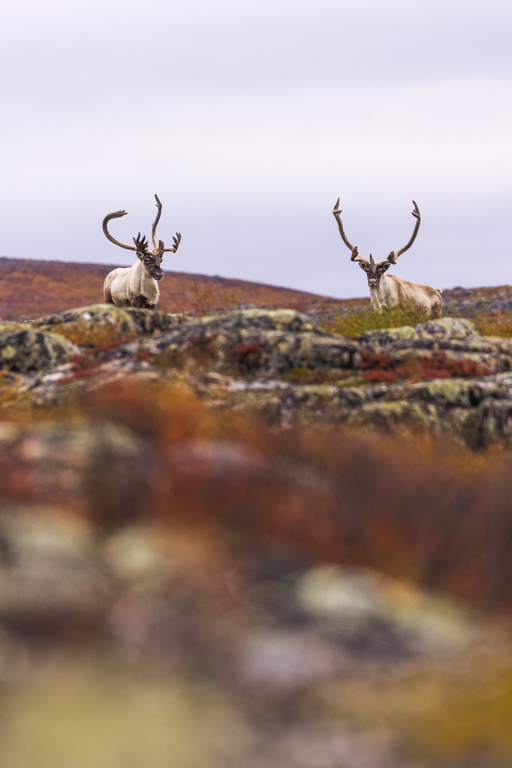 Caribou migrateur - Automne 096