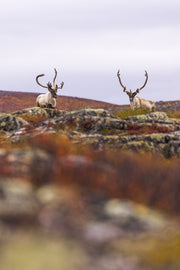 Caribou migrateur - Automne 096