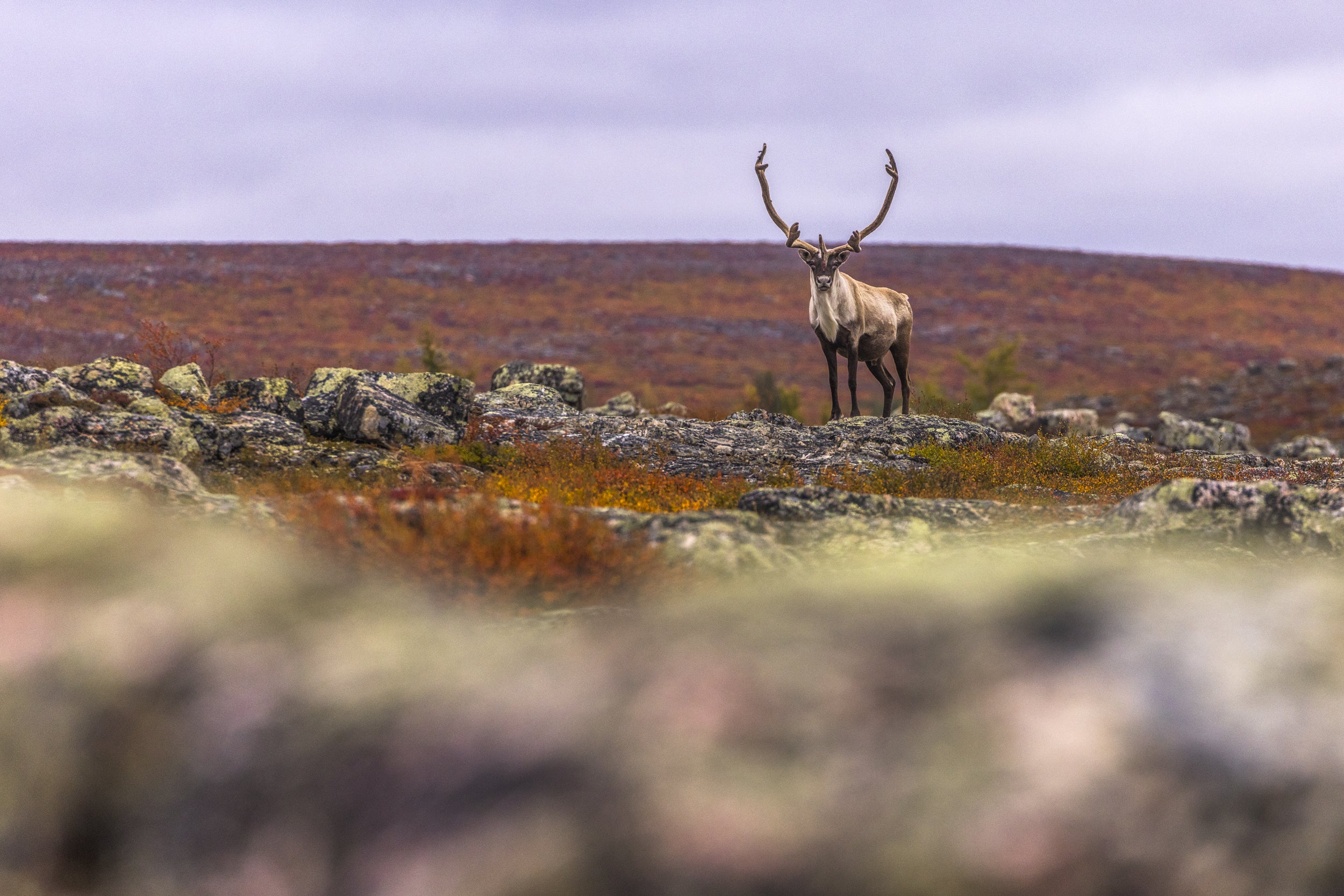 Caribou migrateur - Automne 097