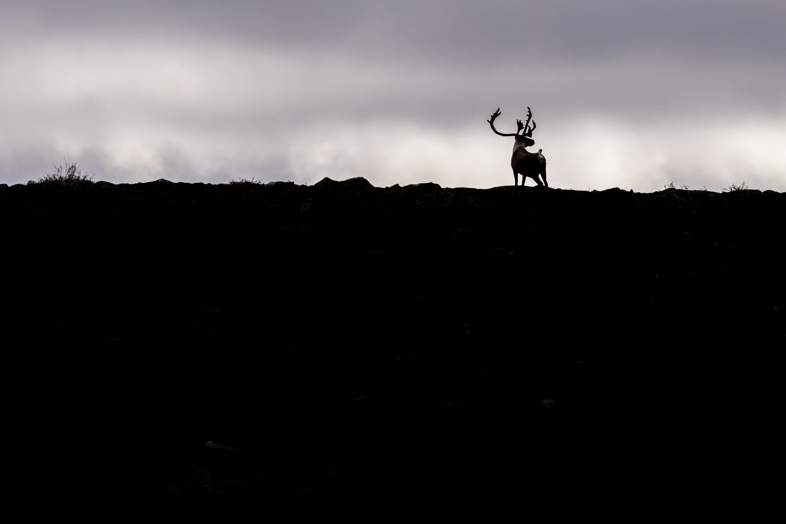 Caribou migrateur - Automne 098