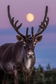 Caribou de Terre-Neuve 001