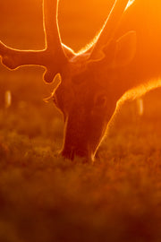 Caribou de Terre-Neuve 018