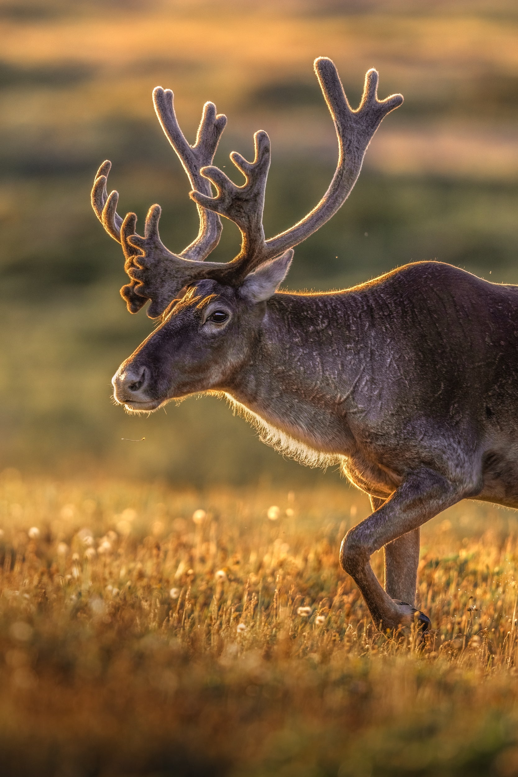 Caribou de Terre-Neuve 035