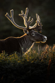 Caribou de Terre-Neuve 038