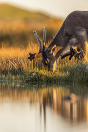 Caribou de Terre-Neuve 044