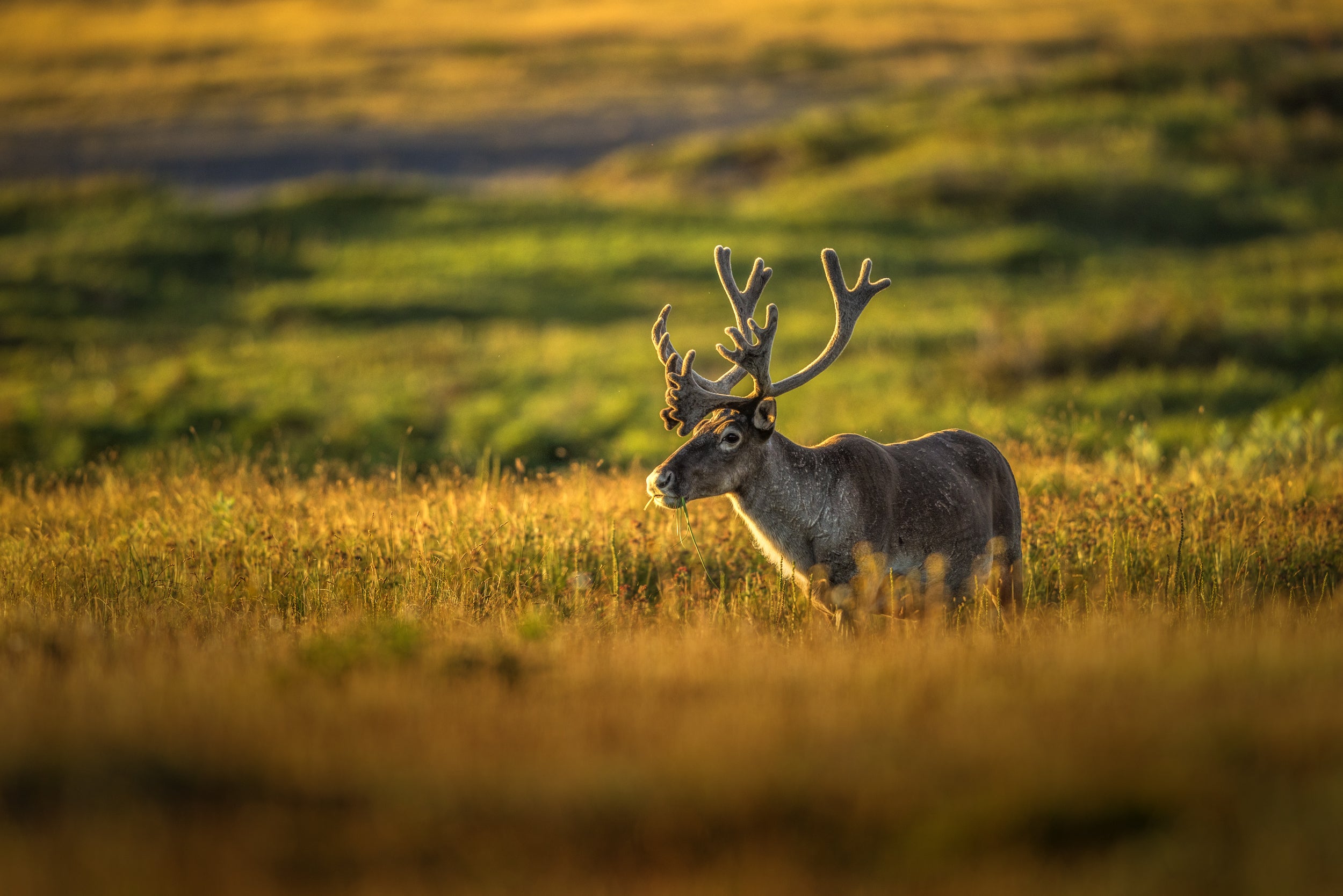 Caribou de Terre-Neuve 054