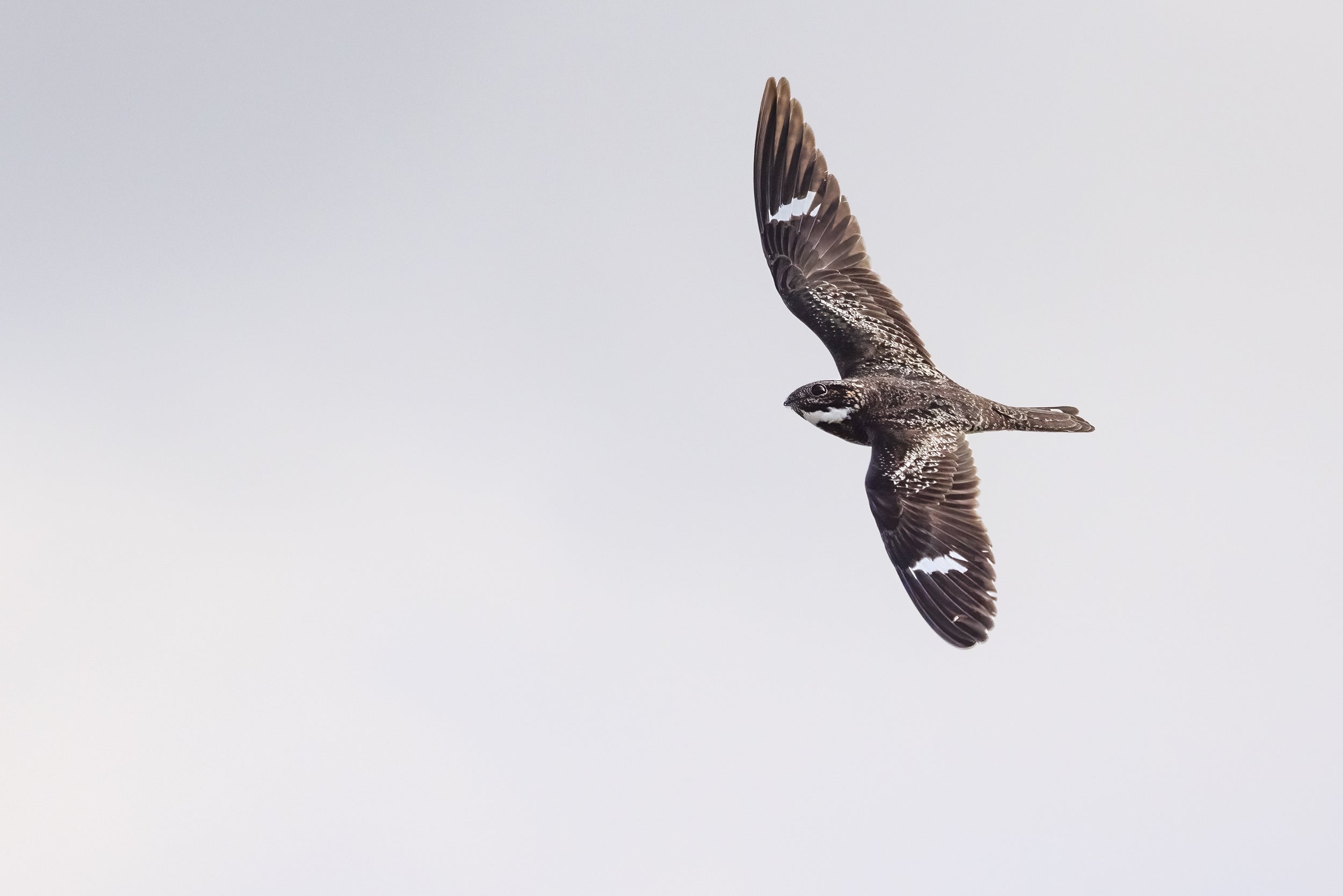 Engoulevent d'Amérique 001