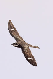 Engoulevent d'Amérique 002