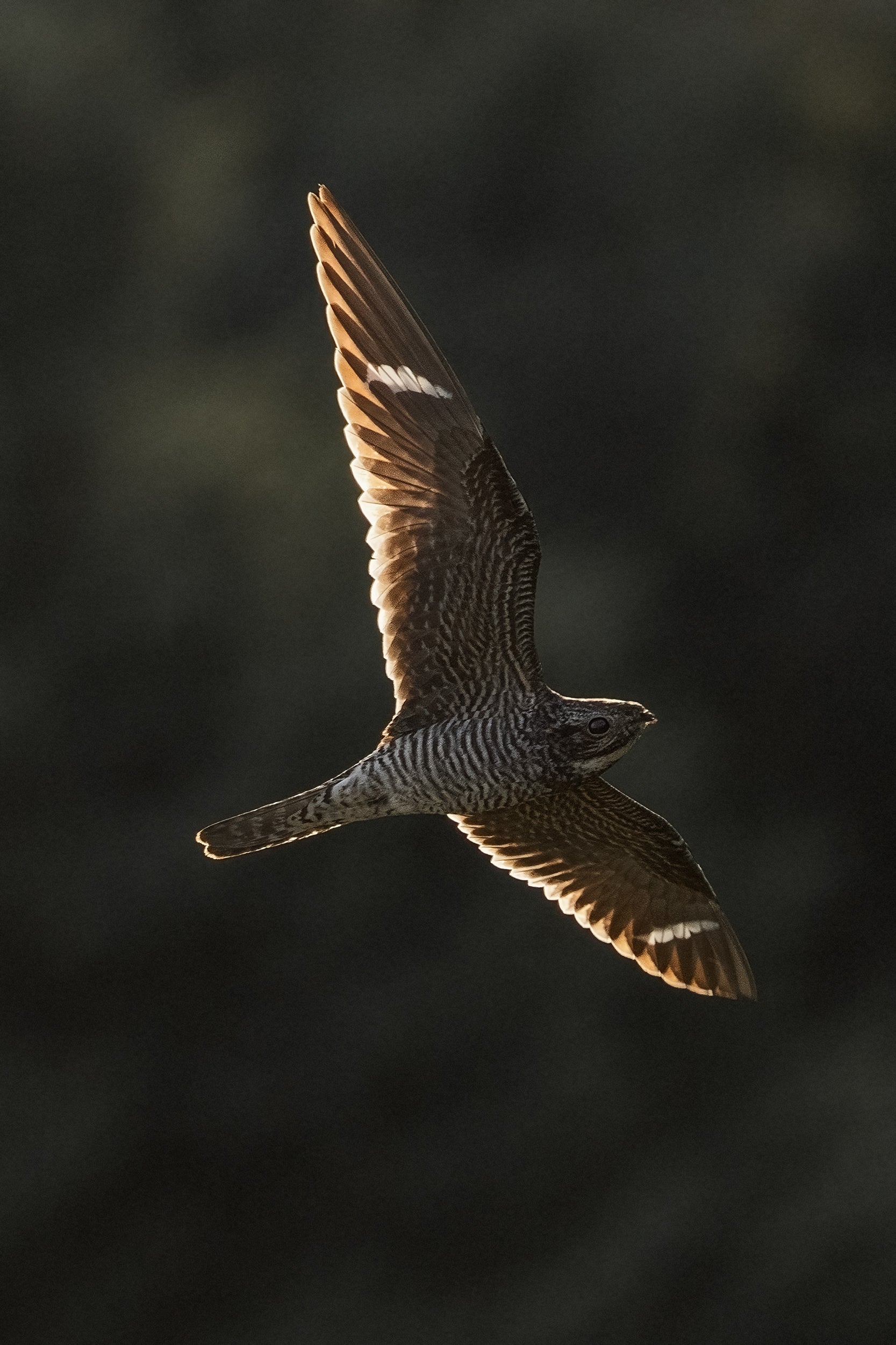 Engoulevent d'Amérique 003