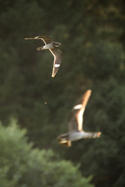 Engoulevent d'Amérique 004