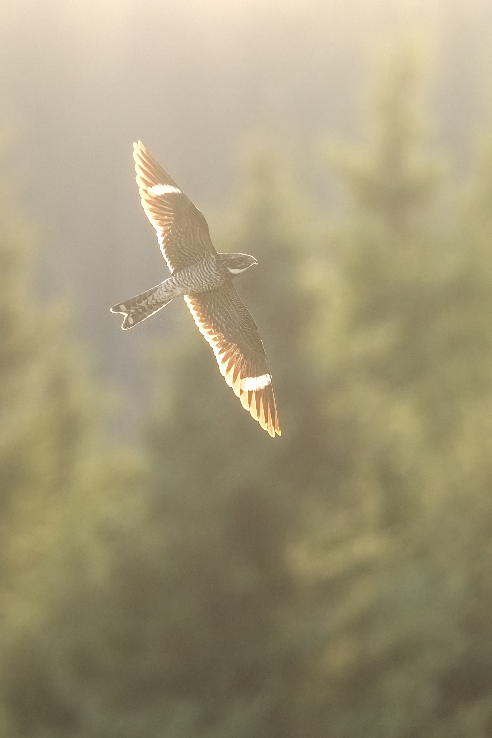 Engoulevent d'Amérique 006
