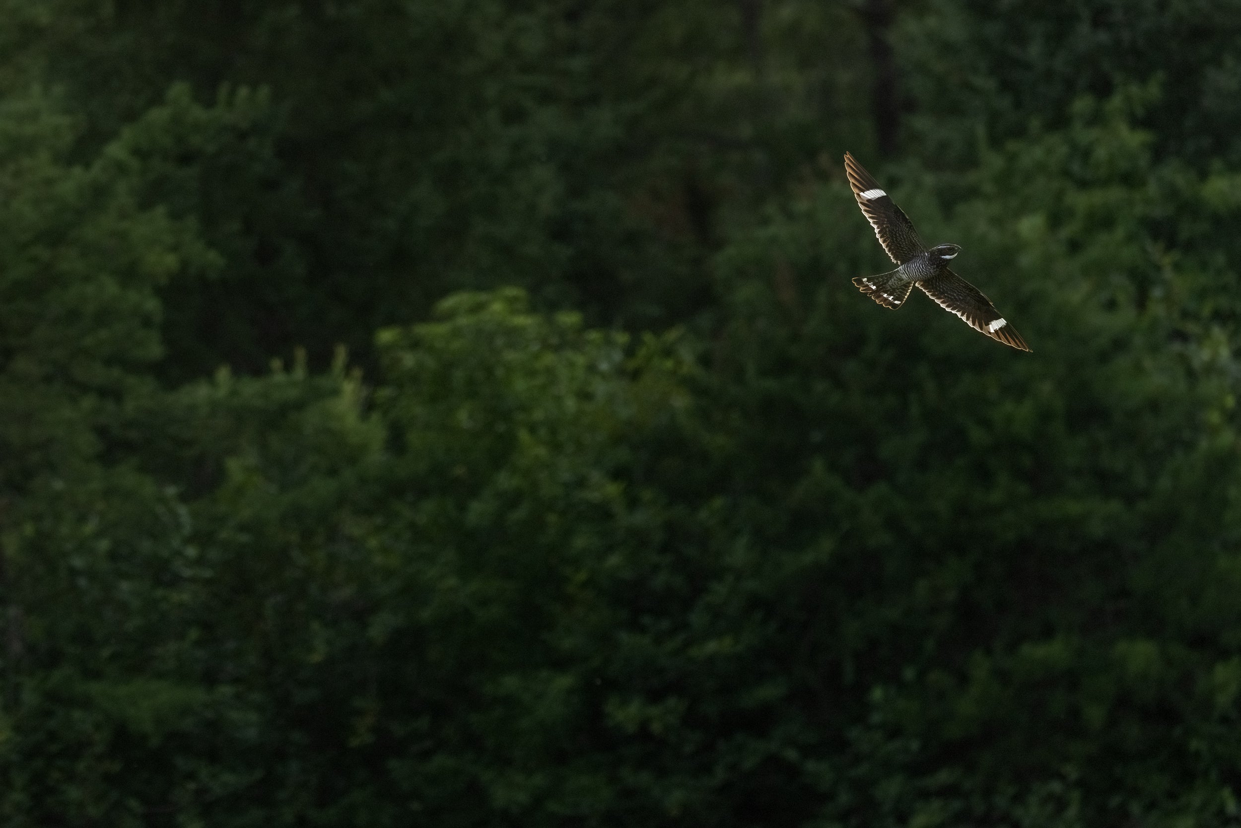 Engoulevent d'Amérique 007