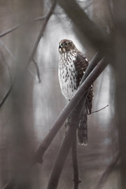 Épervier de Cooper 001