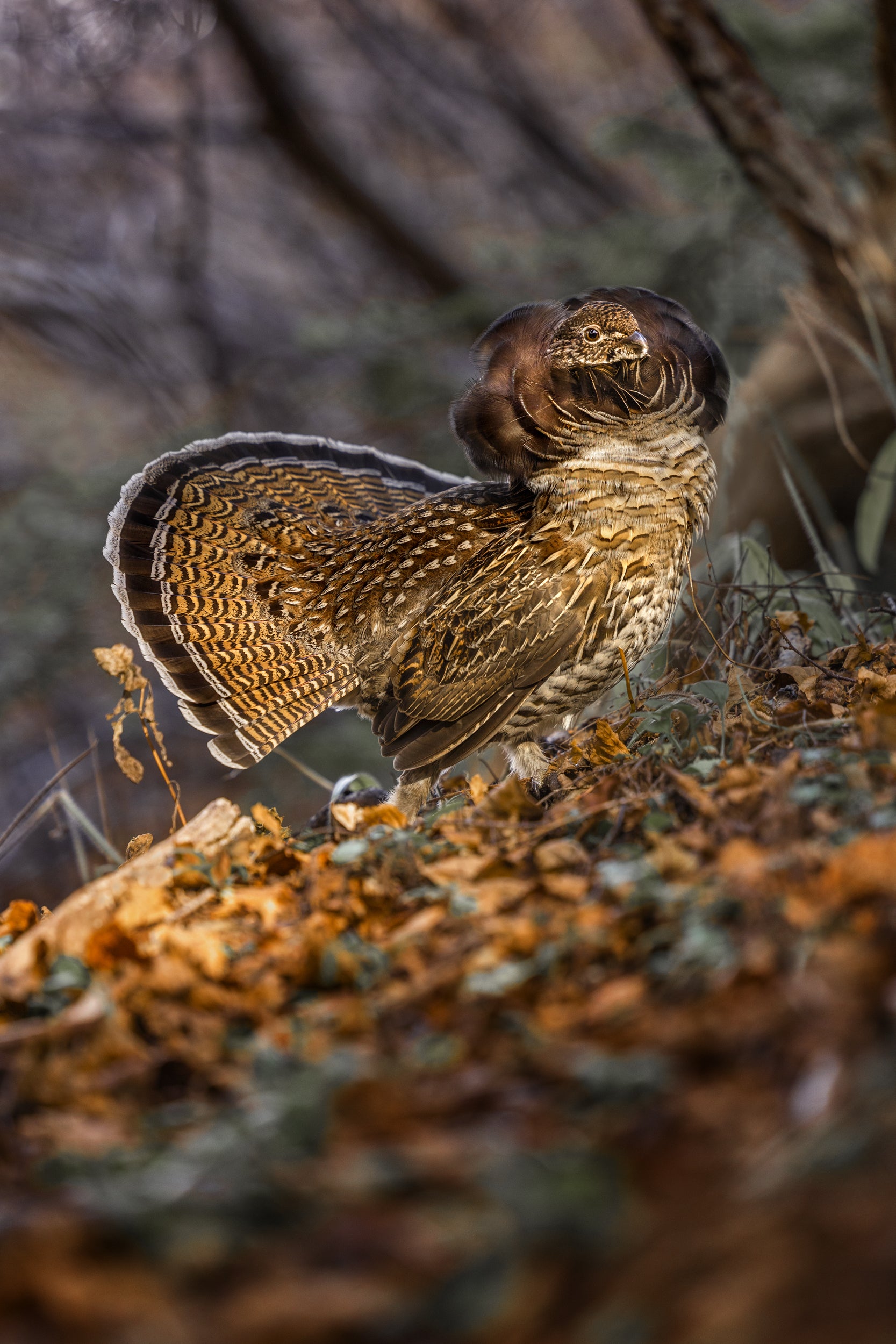 Gélinotte huppée 010
