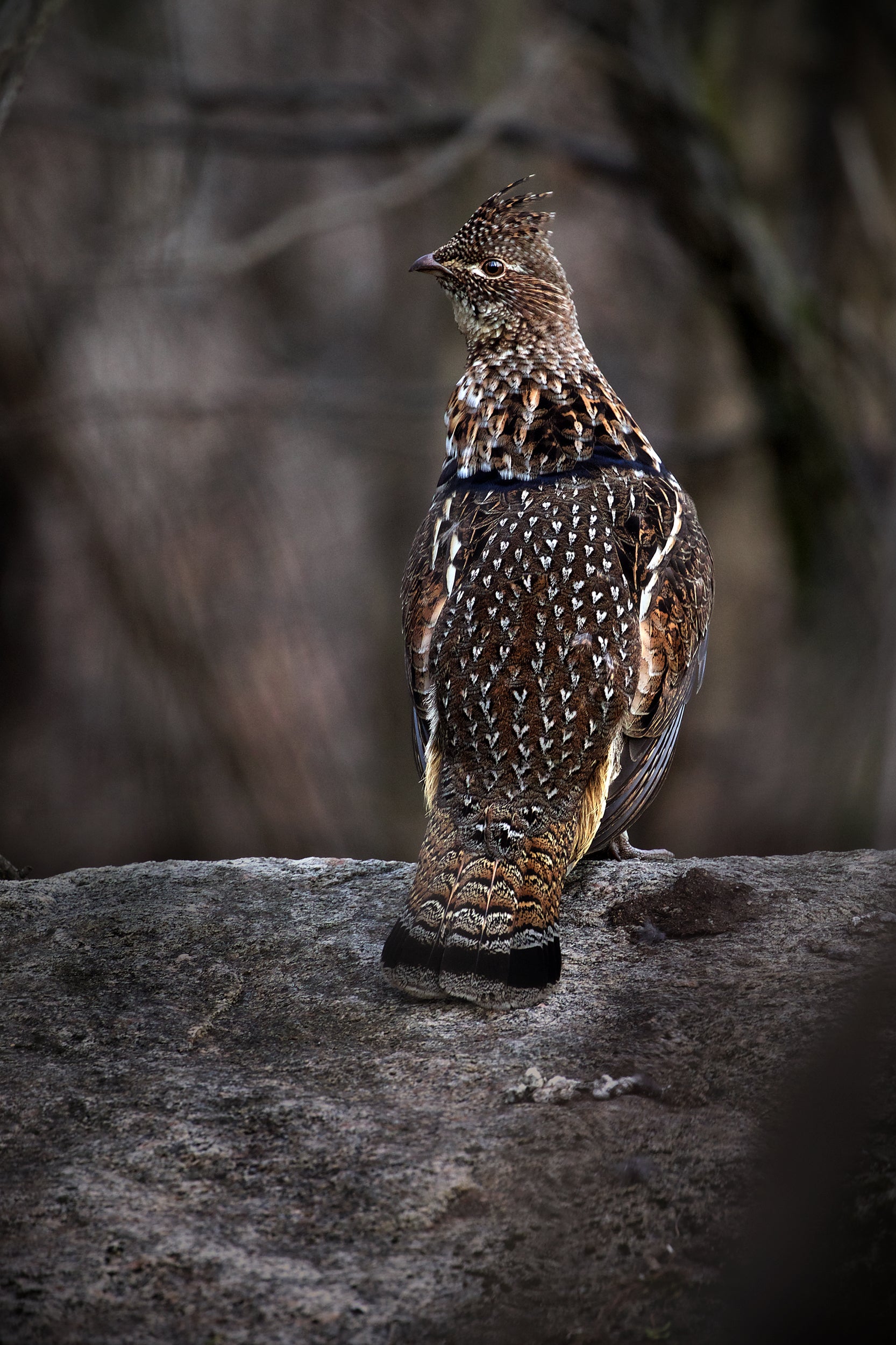 Gélinotte huppée 002