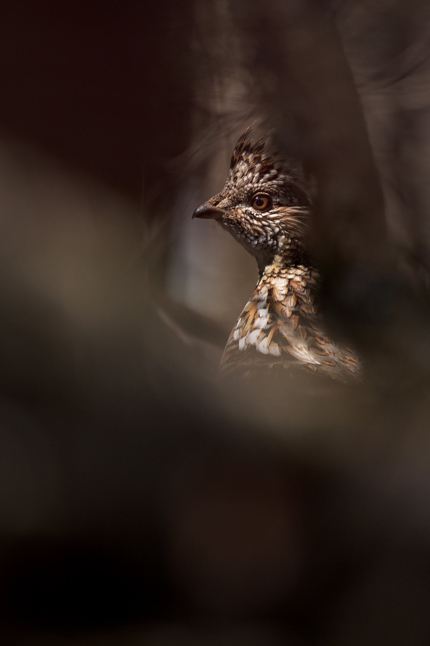 Gélinotte huppée 003