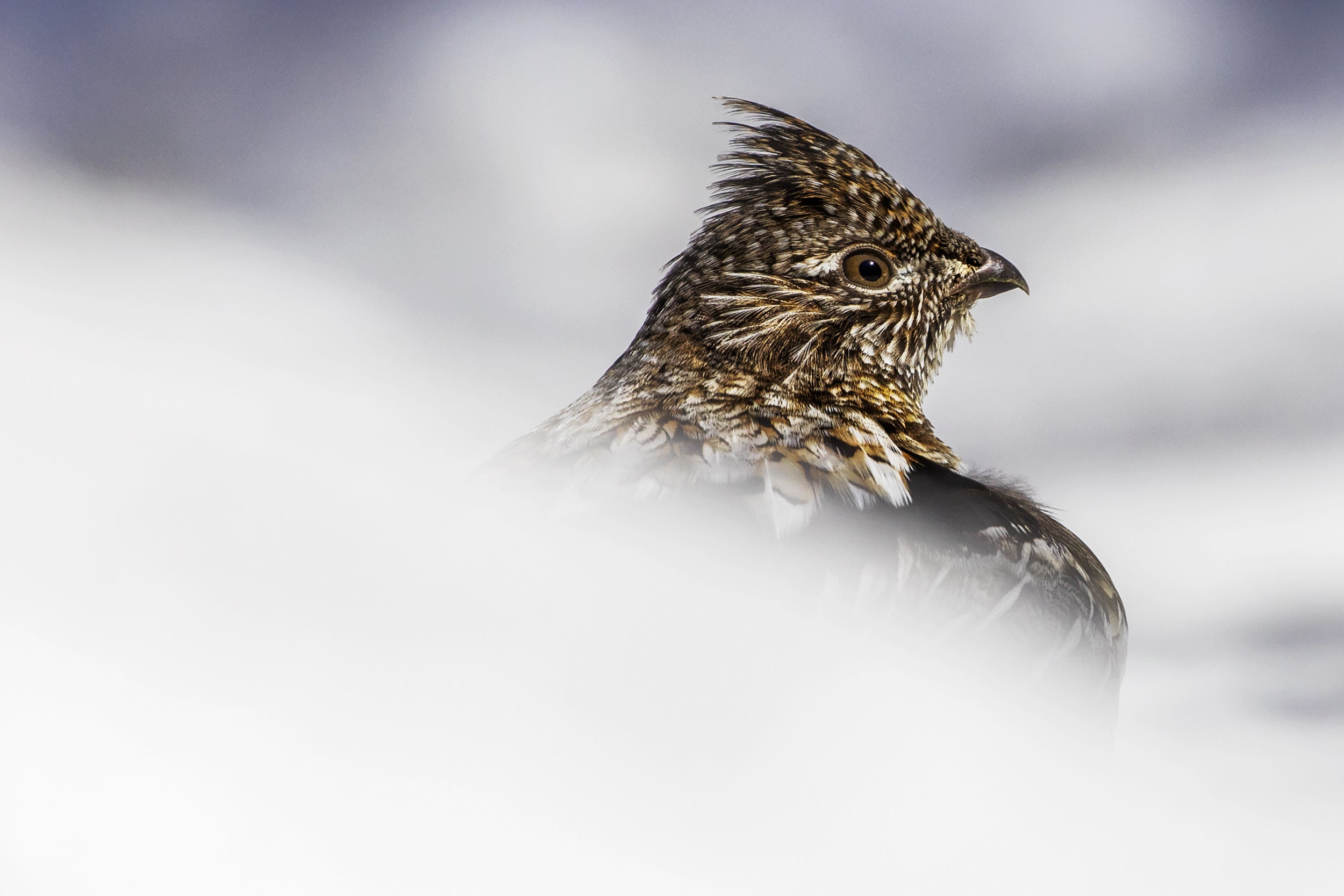 Gélinotte huppée 004