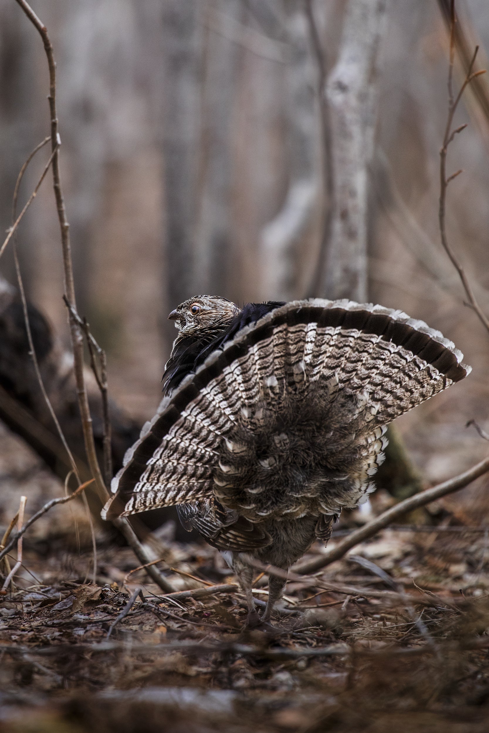 Gélinotte huppée 007