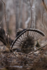 Gélinotte huppée 007