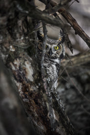 Grand-duc d'Amérique 009