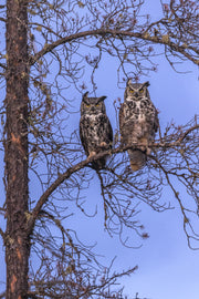 Grand-duc d'Amérique 018