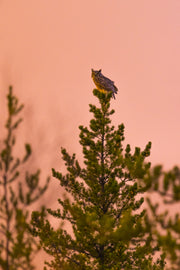 Grand-duc d'Amérique 020