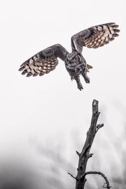 Grand-duc d'Amérique 028