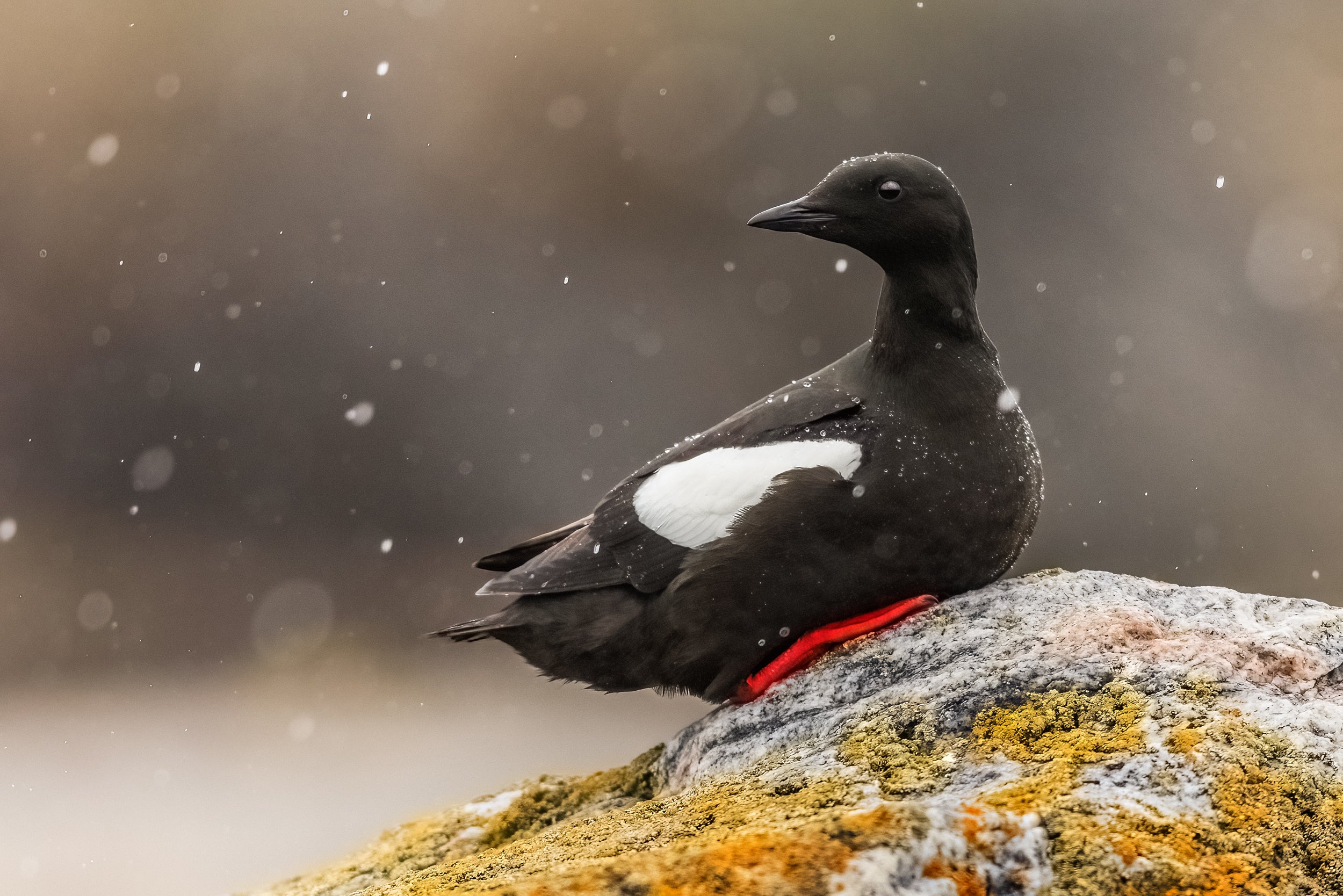 Guillemot à miroir 001