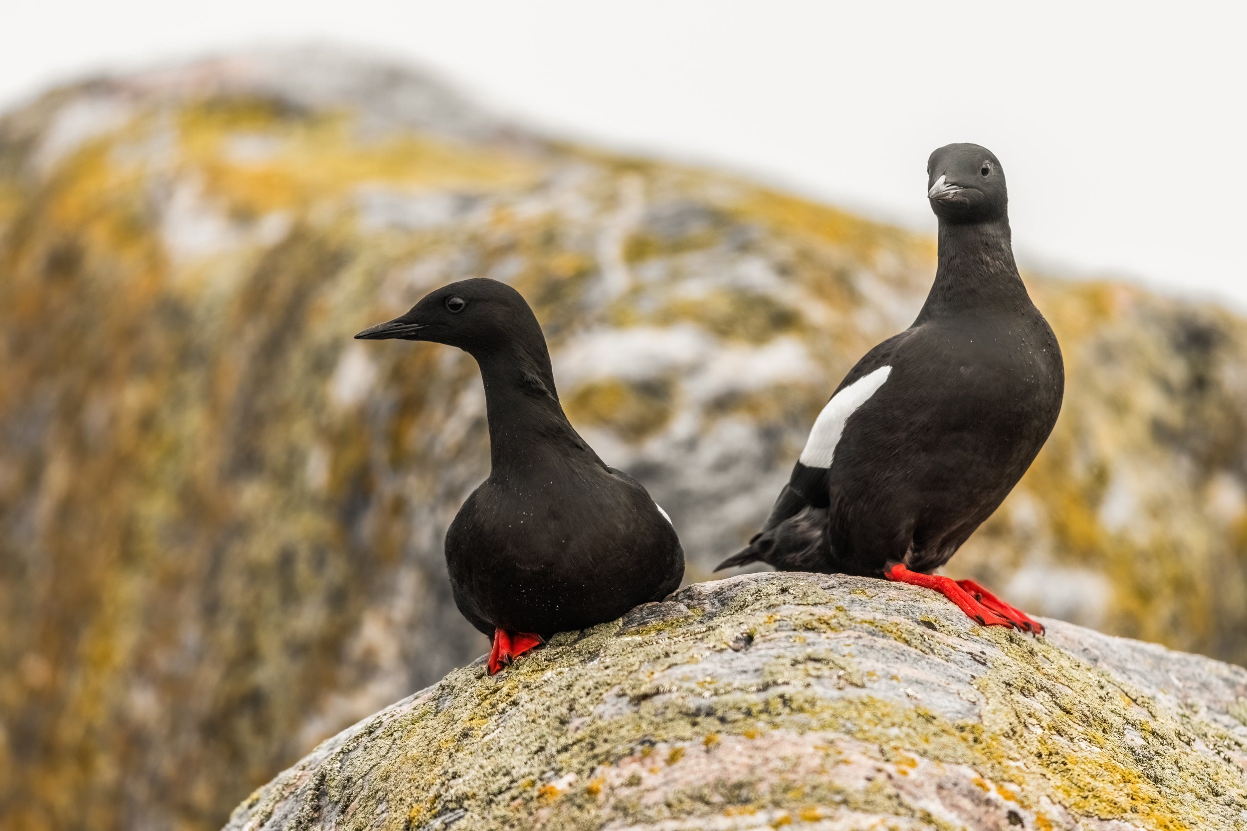 Guillemot à miroir 010