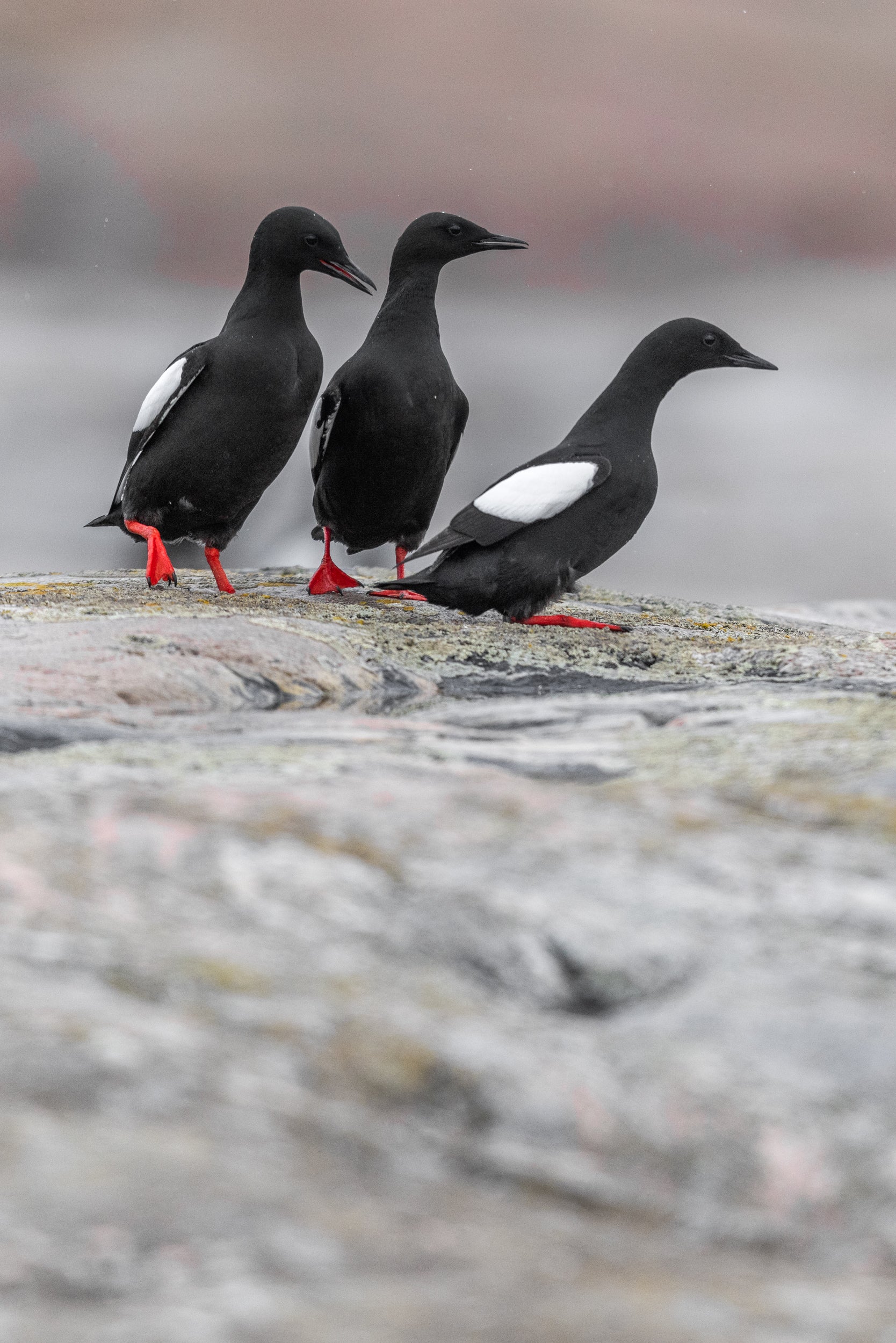 Guillemot à miroir 012
