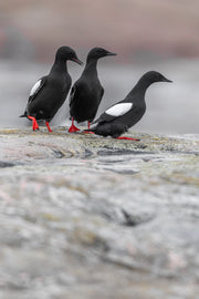 Guillemot à miroir 012