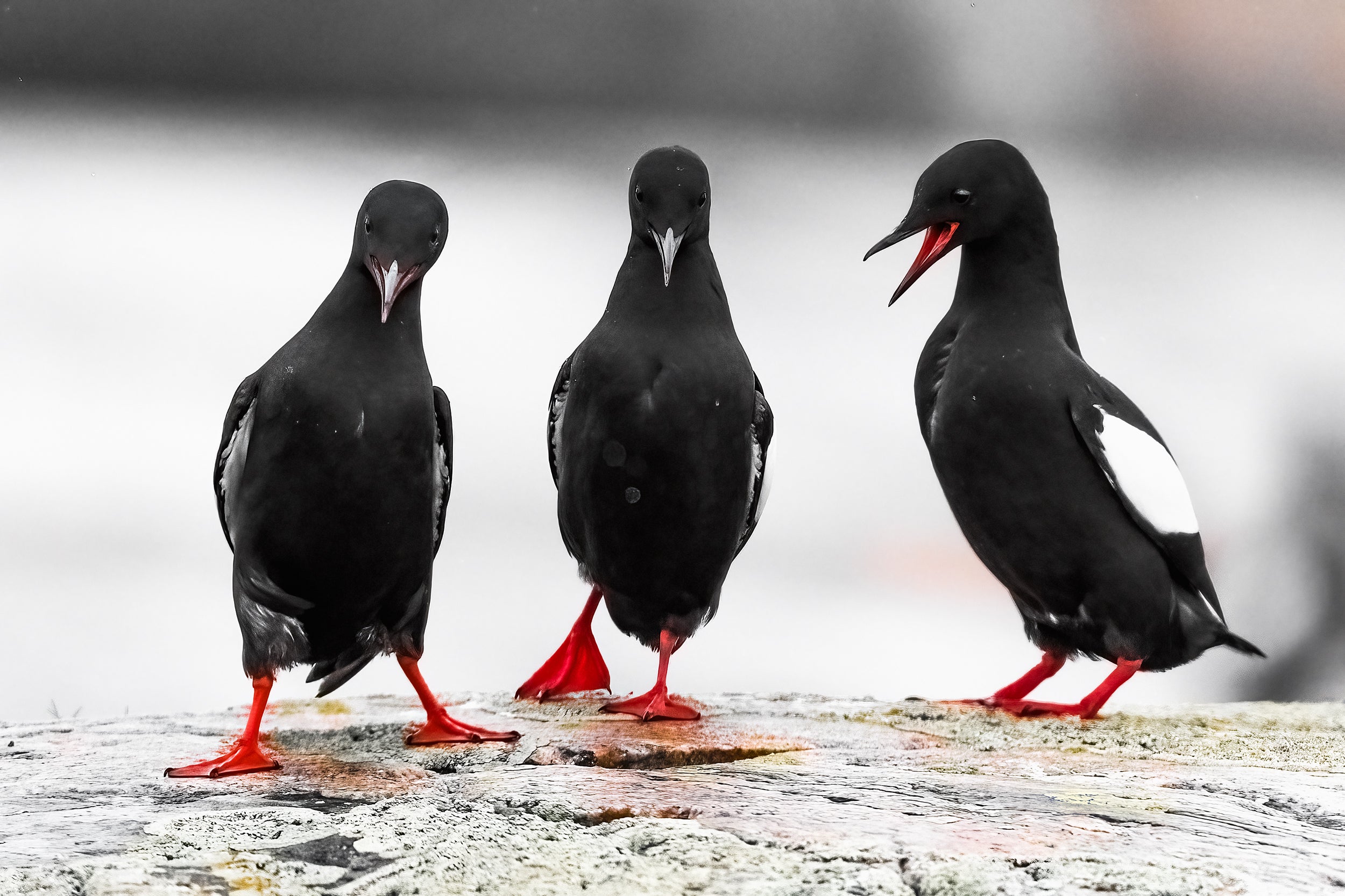 Guillemot à miroir 013