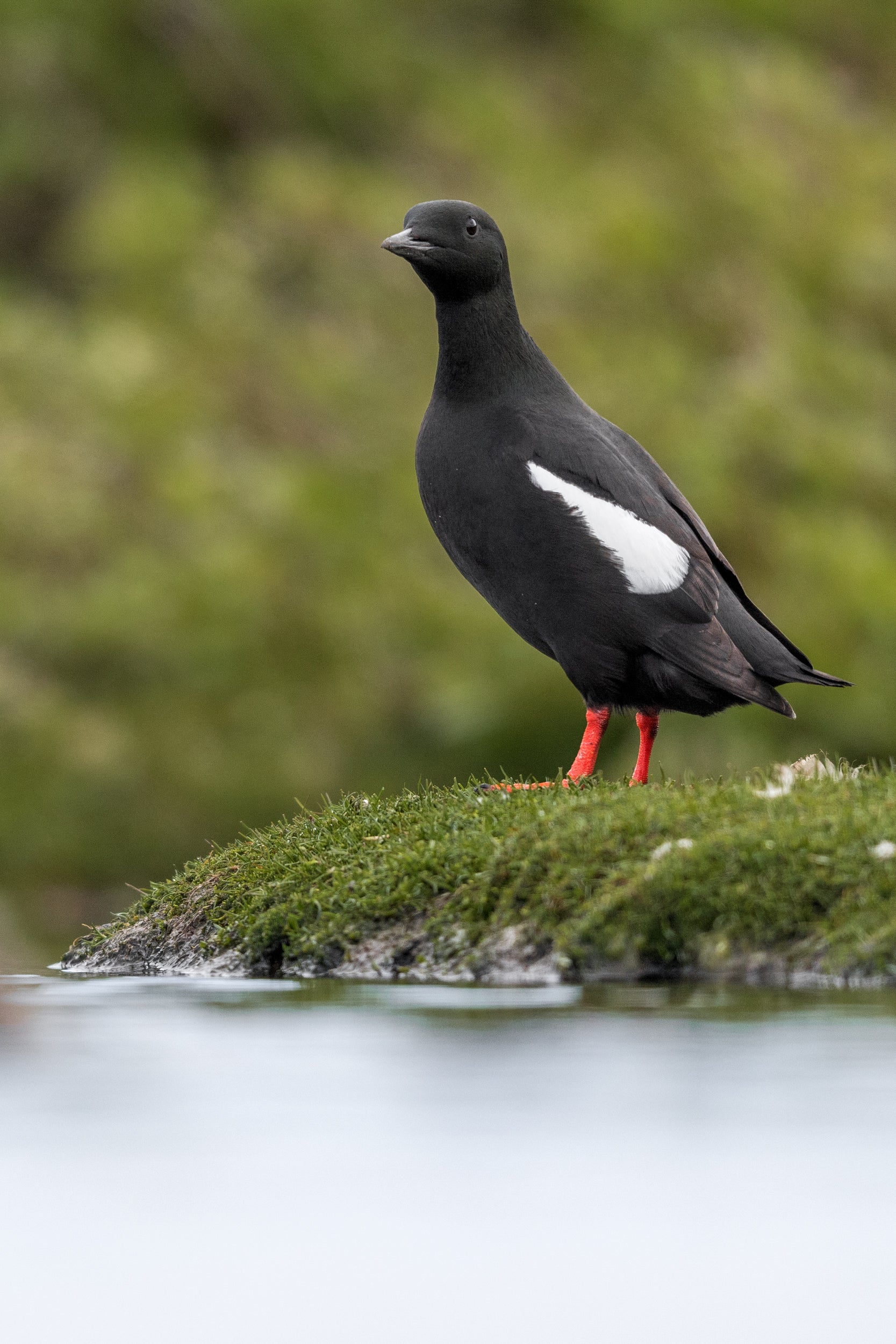 Guillemot à miroir 014