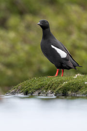 Guillemot à miroir 014