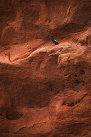 Guillemot à miroir 015