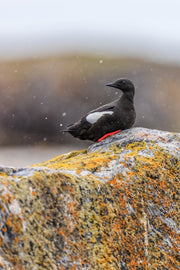 Guillemot à miroir 002