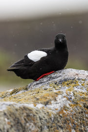 Guillemot à miroir 003