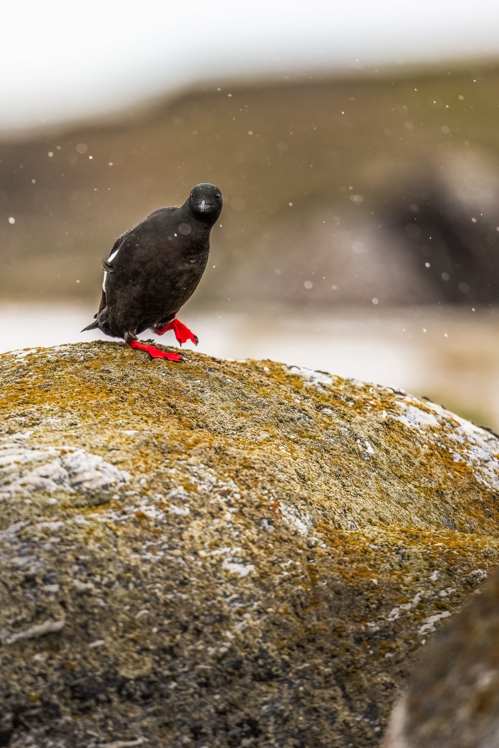 Guillemot à miroir 004