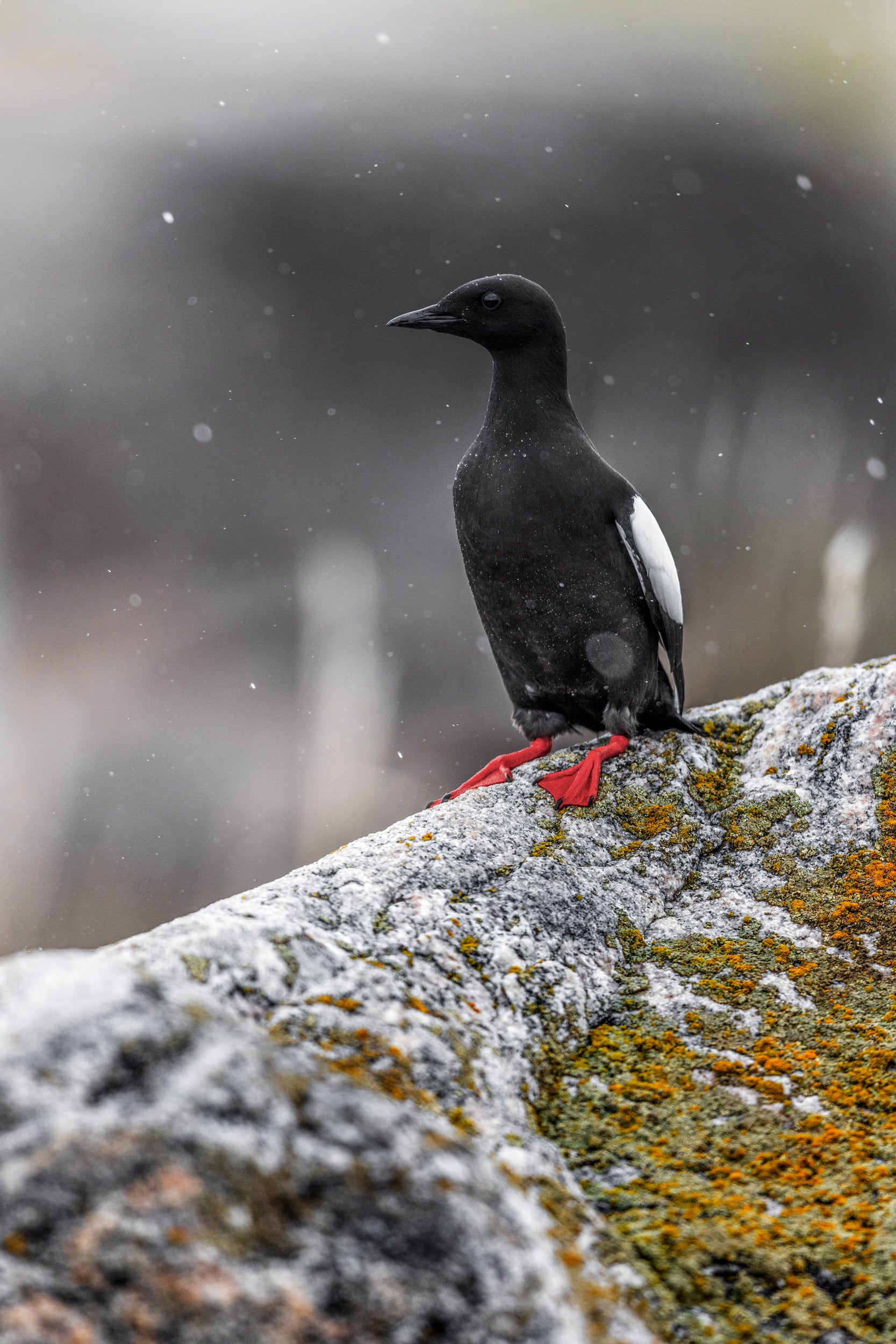 Guillemot à miroir 005