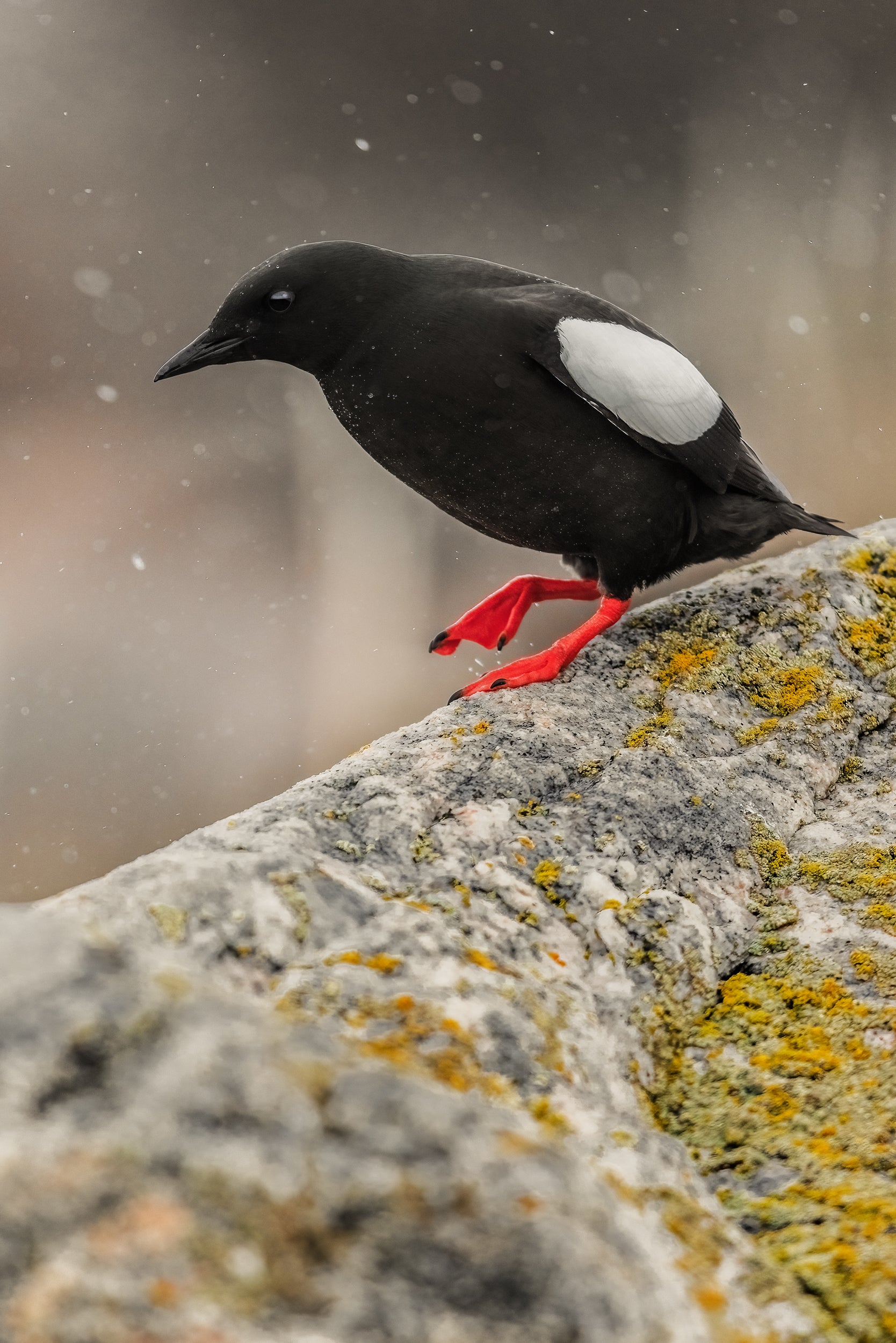 Guillemot à miroir 006