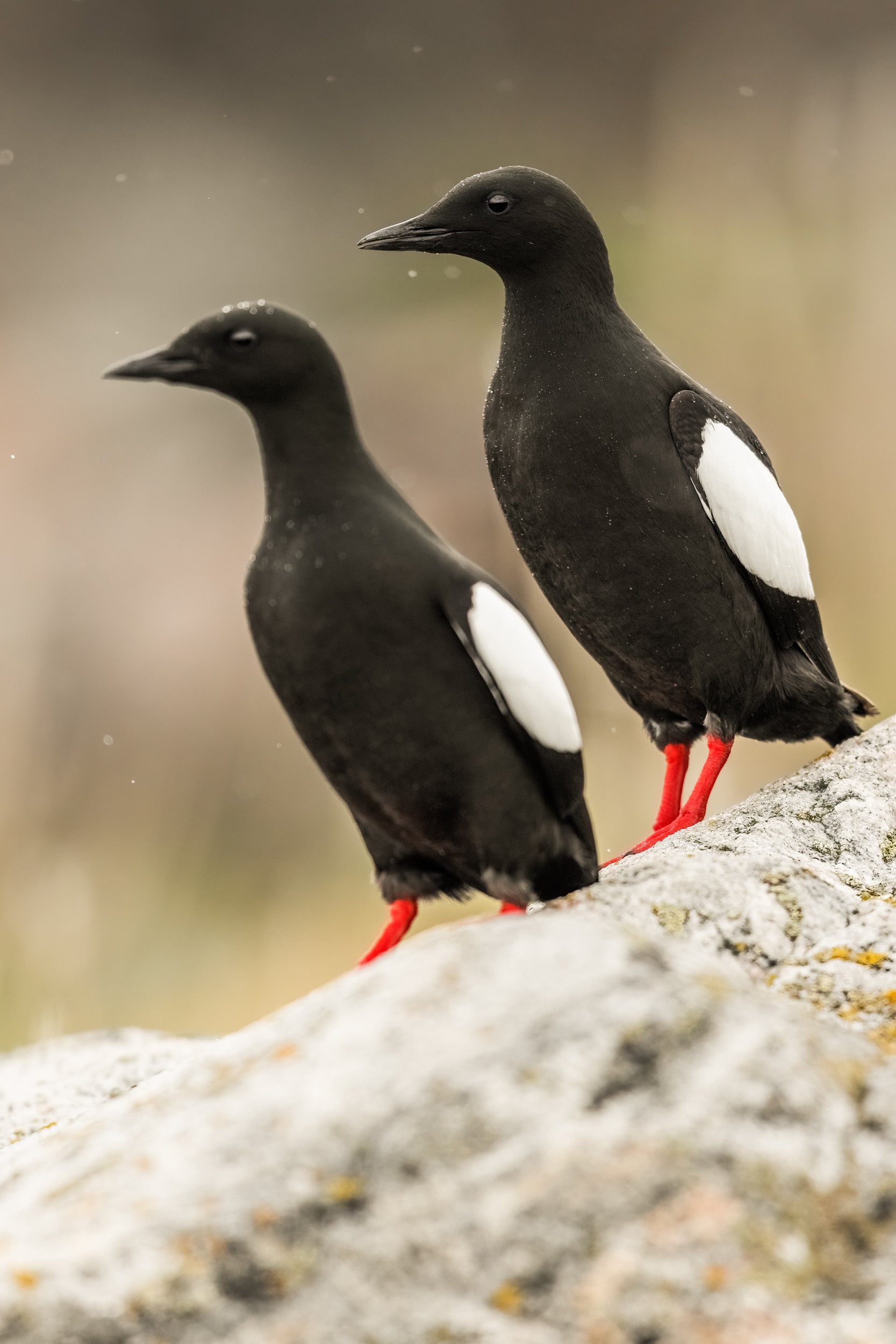 Guillemot à miroir 007