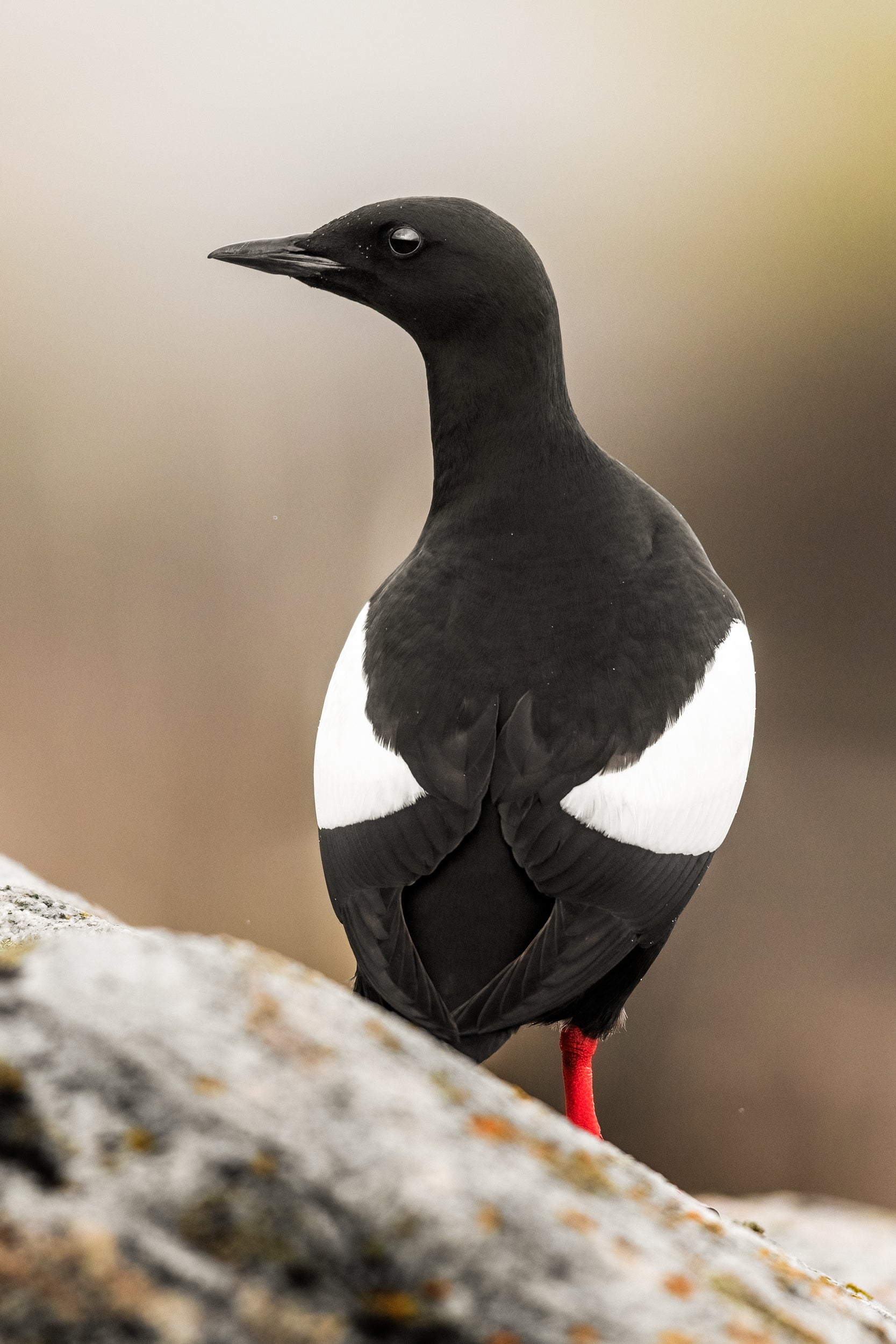 Guillemot à miroir 008
